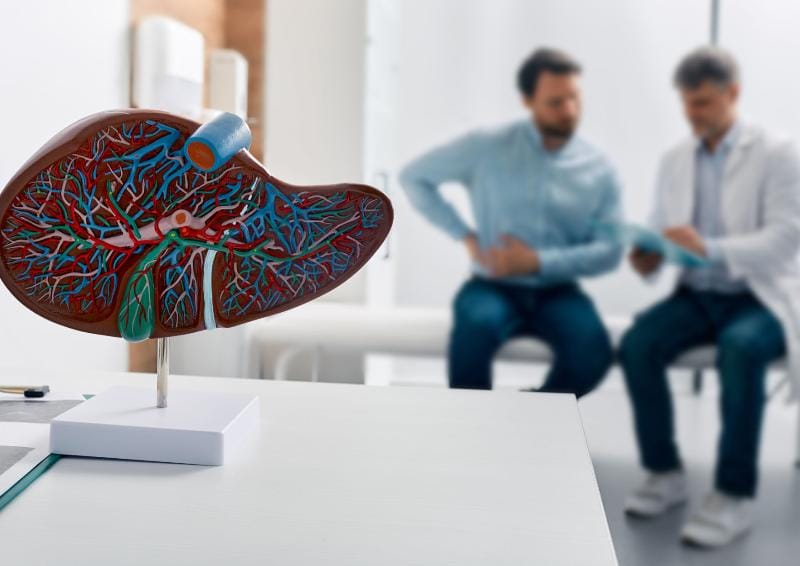 a model of the liver